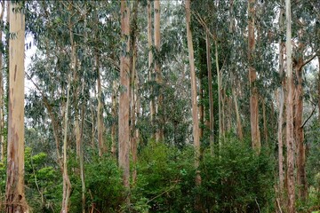 Close up of a eucalyptus forest on Madeira island, Portugal