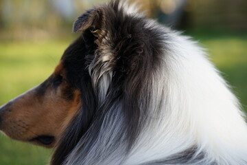 Fototapeta premium collie Kopf