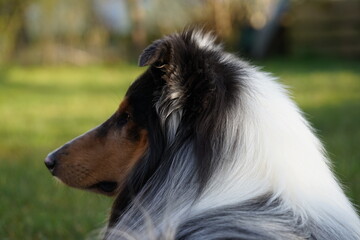 close up of a black and white dog