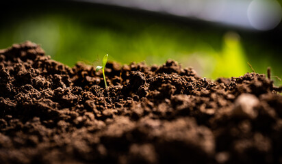 A sprout of young plant just emerged from wet soil in a garden