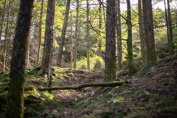 Obraz premium Paysage de forêt en montagne avec des cailloux, des arbres, des branches
