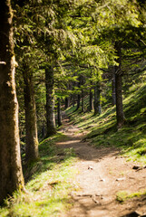 Chemin de randonnée dans une forêt en pleine montagne, chemin bordée d'arbres et d'herbes