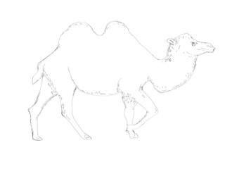 Camello Ilustración, dibujo
a mano alzada / a lapiz - obrazy, fototapety, plakaty