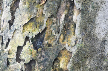 the surface of the wooden planks is weathered, damp and porous and eaten by termites
