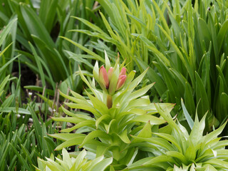 Fritillaria imperialis | Die Kaiserkrone 'Orange Billian' mit geschlossene Blüten am Ende des Stängels, einen kronigen Auftritt hat