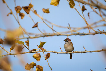 sparrow sits on a branch in autumn in Ukraine