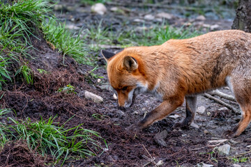A magnificent wild Red Fox , Vulpes vulpes, in the spring forest