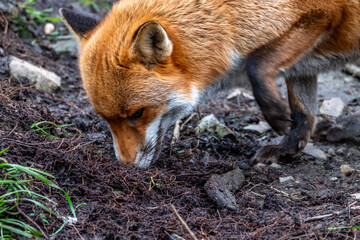 A magnificent wild Red Fox , Vulpes vulpes, in the spring forest