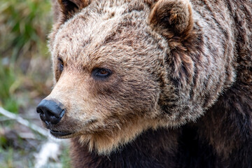 Obraz na płótnie Canvas Close up big brown bear in spring forest