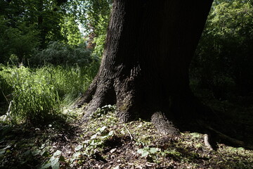 Tree trunk in urban park - 498359454