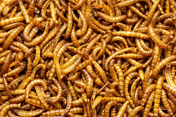 Fried salty worms. Roasted mealworms.