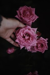 Hand touching pink roses in darkness