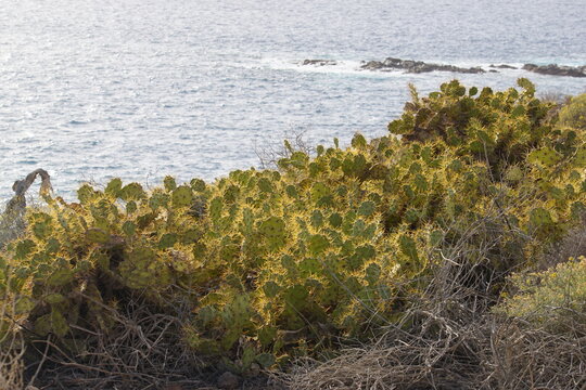 Opuntia Dillenii, Erect Pricklypear, Cactus
