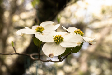 Dogwood Tree Flower Blossoms