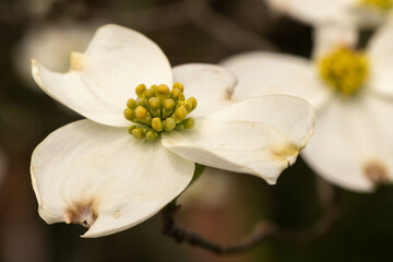Obraz na płótnie Canvas Close Up Dogwood Flower In Spring