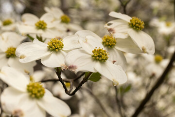 Obraz premium White Dogwood Flowers In Bloom In Spring