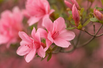 Fototapeta na wymiar Gorgeous Azalea Flowers Bloom In Springtime