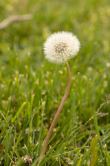 Fuzzy Dandelion Flower Weed In Lawn