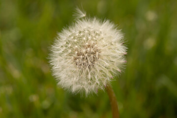 Close Up Dandelion Gone To Seed In Lawn