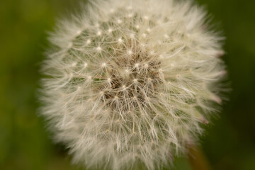 Macor Close Up White Dandelion Weed