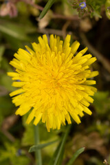 Yellow Dandelion Flower In Lawn