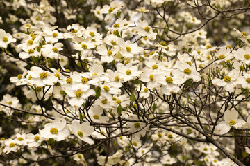 Many Dogwood Flower Blooms On Tree