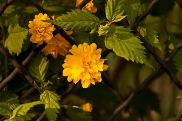 Flowering of a dwarf sunflower plant in a garden, Sofia, Bulgaria 