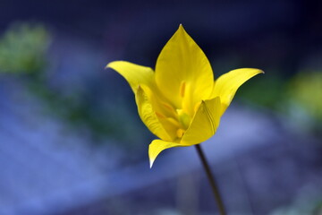 Gelbe Wildtulpe mit spitzen Blättern