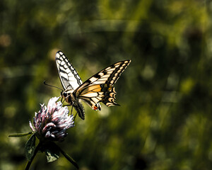 a swallowtail on a flower