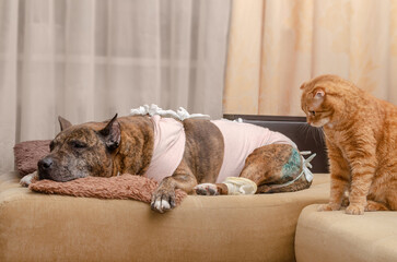 A sad dog dressed in post-surgery clothes lies on the couch with her friend cat