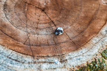 Bird feces. A cut of a tree, saw off. Annual rings, old. - obrazy, fototapety, plakaty