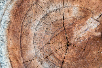 A cut of a tree, saw off. Annual rings, old. - obrazy, fototapety, plakaty
