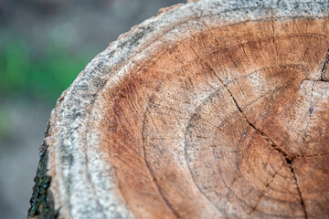 A cut of a tree, saw off. Annual rings, old. - obrazy, fototapety, plakaty