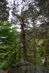 A large pine forest in autumn under a cloudy sky