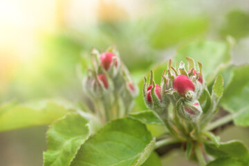 Red orchard  flowers  on a branch on a  spring sunny day. Red buds on blurred green background.