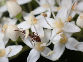 ant worker of Lasius sp. on blossoms - 498362299