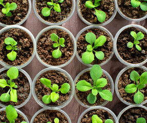 growing seedlings in pots. seedlings in the house