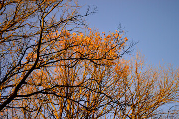 tree branches and sky