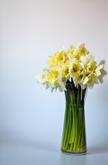 daffodils in vase