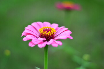 Obraz premium pink cosmos flower