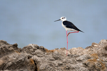 The black-winged sandpiper stands on one foot