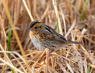 A Nelson's sparrow in the reeds.