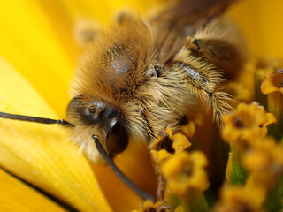 Wild bee Anthophora plumipes - 498364400
