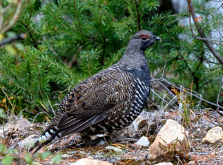 Portrait of an adult male Spruce Grouse