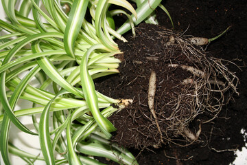 Separation of chlorophytum roots. Transplanting a plant into a new pot.