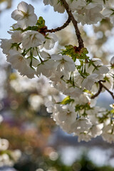 Flowering branch of cherry blossoms