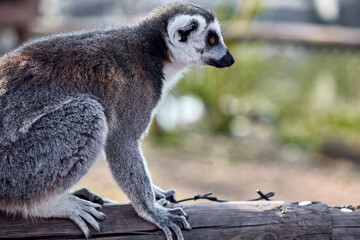Lemur looking attentively at something