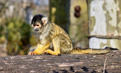 Black-capped squirrel monkey