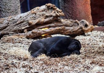 Lazy and sad monkey gorilla laying