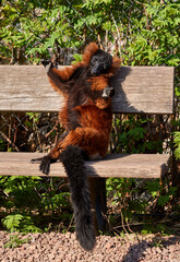 Funny Red ruffed lemur © Sebastian Studio